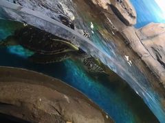 -沙沙哗啦海洋馆(华宇百花谷店)