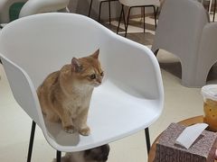 -藏猫猫咖啡主题馆(中央大道店)