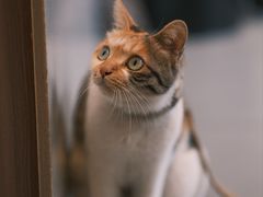 -Again Coffee Roaster(香蜜湖店)