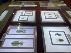 -上海昆虫博物馆