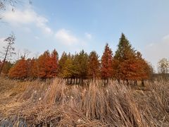 -昆山城市生态森林公园