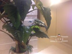 -scarlet斯卡莱美容护理机构