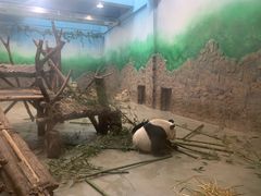 景点-成都大熊猫繁育研究基地