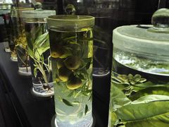 -广东中医药博物馆
