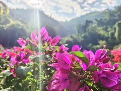 -西双版纳原始森林公园