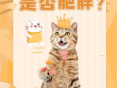 -翊宠yipet猫狗购宠庄园犬舍•猫舍