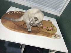 -瑞派长江宠物医院·猫科·外科·24小时夜护(谊城公寓分院)