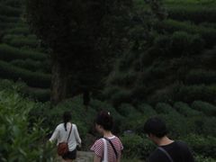 -龙井村