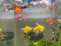 -双季花艺园艺市场(浦东店)