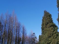 -武陵山森林公园