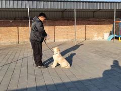-北京京卫宠物寄养训练中心