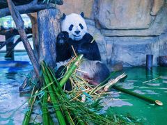 -成都动物园