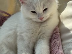 -伟伟宠物医院·瑞派猫友好医院·猫科(光谷店)