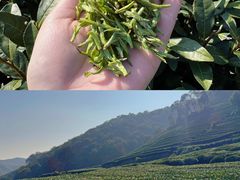 -香芙茗茶楼(梅家坞总店)