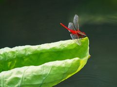 -白塘生态植物园
