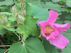 -合肥三国新城遗址公园