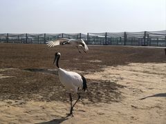 -盐城丹顶鹤湿地生态旅游区