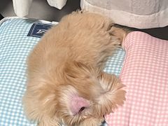 -MARSMART PETS火星宠物超市(1733店)