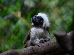 -广州长隆野生动物世界