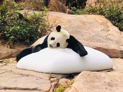 -广州长隆国际大马戏