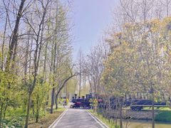 -合肥滨湖国家森林公园