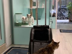 -猫宠乐园·专业洗护