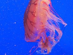 -上海海洋水族馆