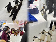 -广州热雪奇迹