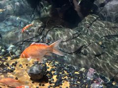 -上海海洋水族馆