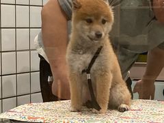 -熊小胖宠物生活馆(天华园店)