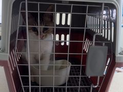 -佳雯宠物医院·皮肤科·内外科(春晓路分院)