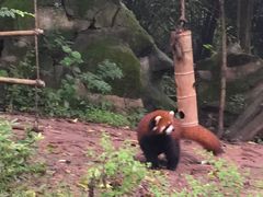 景点-成都大熊猫繁育研究基地