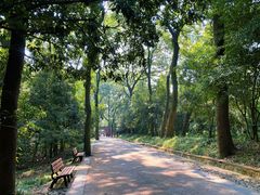 -紫金山山顶公园