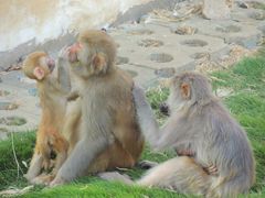 -武汉紫薇都市田园