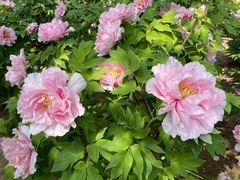 -石家庄市植物园