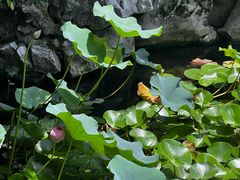 -东山雕花楼