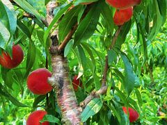 -南汇新场正宗水蜜桃采摘