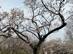 -梅花山(明孝陵内)