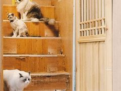 -MOCHA明星猫咖(田子坊店)