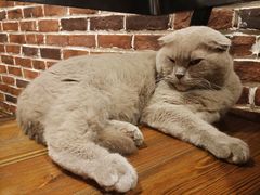 -猫友咖啡店(玉林西路店)