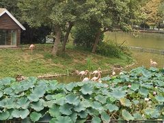 -扬州市茱萸湾风景区
