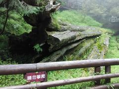 -阿里山神木遗迹