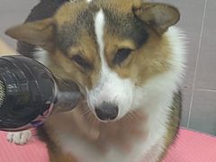 -宠福鑫康馨动物医院·骨科·眼科