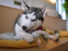 -Husky Go! 哈士奇体验馆·宠物咖啡厅狗咖