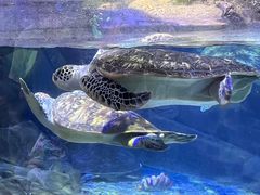-合肥海洋世界