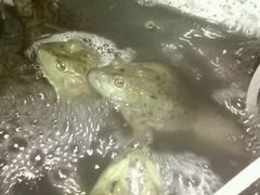 牛蛙-李三海鲜火吧