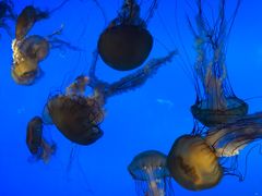 -太平洋海底世界