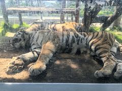 -西霞口神雕山野生动物世界