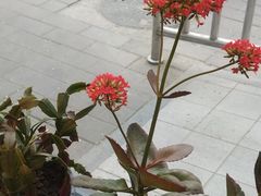 -肯德基(蓝桥店)