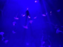 -青岛海底世界-水族馆